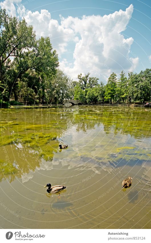 All my ducklings Environment Nature Landscape Plant Animal Air Sky Clouds Horizon Summer Weather Beautiful weather Tree Bushes Forest Waves Pond Budapest Bridge