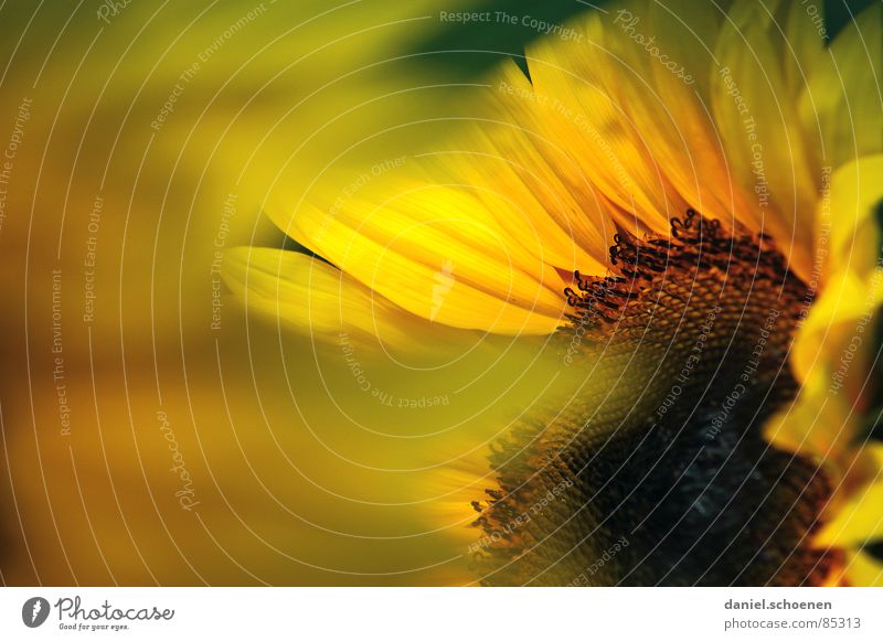 Sunflower detail Yellow Summer Spring Ecological Blossom Plant Blossom leave Bee Honey Depth of field Abstract Macro (Extreme close-up) Blue sky Warmth Nature