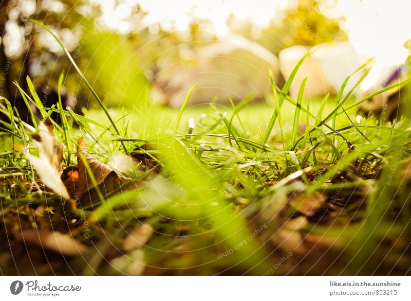 I bit the dust. Camping Environment Nature Landscape Plant Elements Autumn Beautiful weather Tree Grass Bushes Leaf Garden Park Meadow Natural Green Lawn