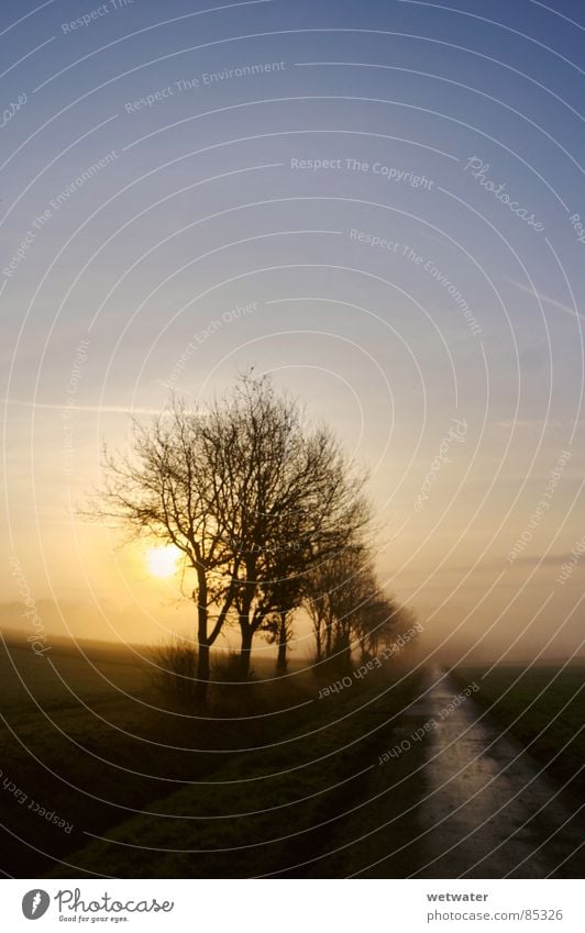 morning light HDR Light Sky Cold Fog Grief Distress Winter tree blue sun shadows Shadow Lanes & trails road DRI