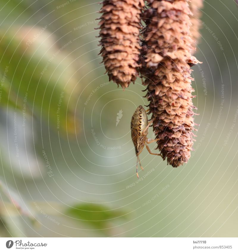 Bug well camouflaged Plant Animal Wild plant Birch tree Garden Park Field Forest Wild animal 1 Observe Discover Hang Camouflage Exceptional Thin Fantastic