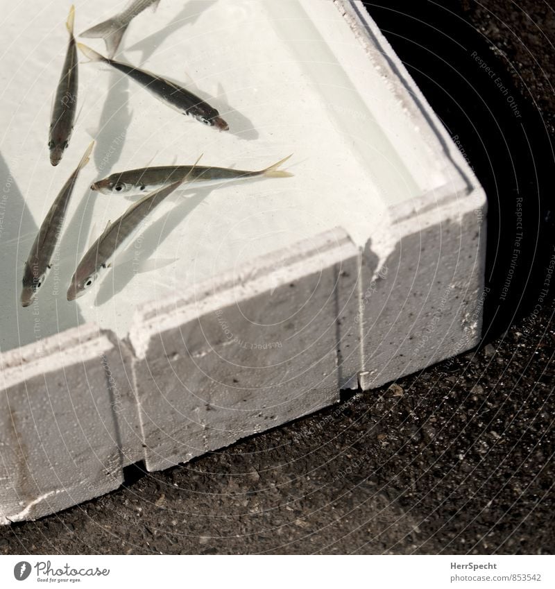 Bait or catch? Istanbul Wild animal Fish Group of animals Flock Swimming & Bathing Aquarium Fishing (Angle) Bait fish Fishery Styrofoam Crate Galata Bridge