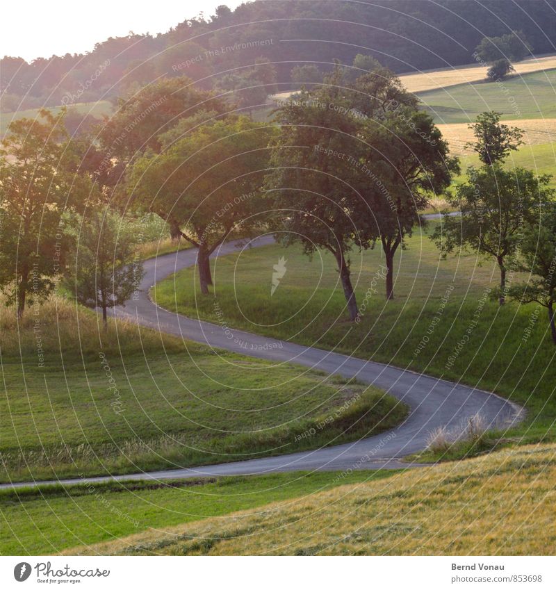 S Environment Landscape Plant Tree Grass Meadow Field Forest Yellow Gray Green Asphalt Curve Street Curved Spirited Sunlight Upward Hill Summer Beautiful