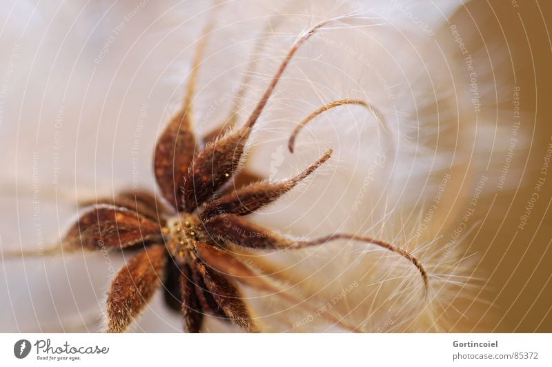 The Wuschelblüte I Plant Flower Blossom Wild plant Faded Soft Brown Star (Symbol) Thread Bud Disheveled Beige Limp Smooth Seed Fuzz Delicate Fine Clematis