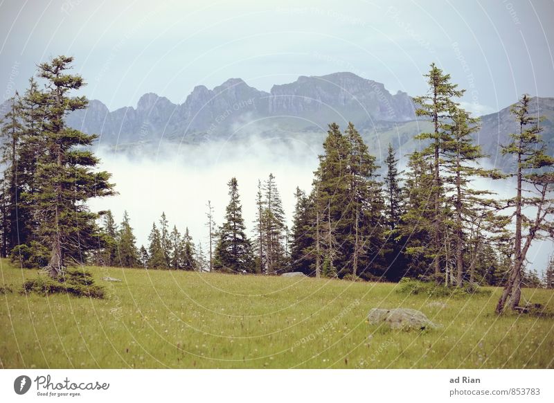 Skyline I Vacation & Travel Expedition Summer Mountain Hiking Nature Landscape Clouds Horizon Climate Bad weather Storm Gale Fog Rain Tree Grass Moss Wild plant