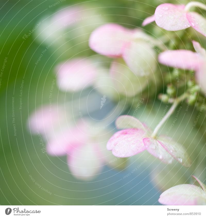 Delicate Nature Plant Drops of water Spring Summer Blossom Blossoming Fragrance Blue Green Pink White Spring fever Calm Colour photo Macro (Extreme close-up)