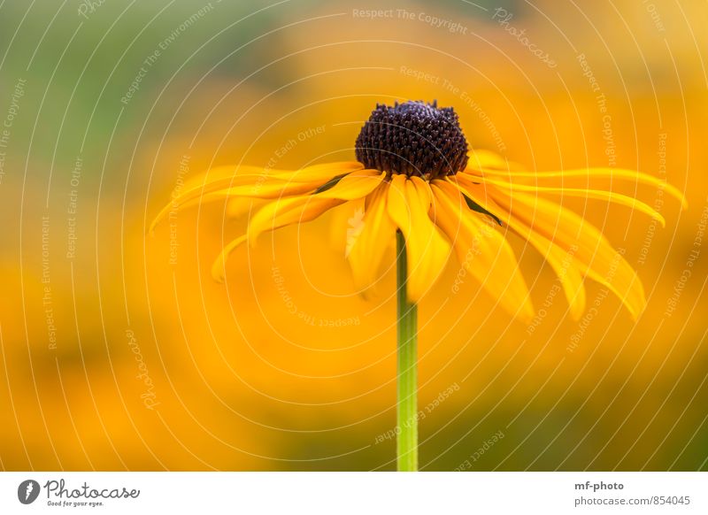 yellow Nature Plant Summer Flower Foliage plant Yellow Green Colour photo Exterior shot Deserted Day