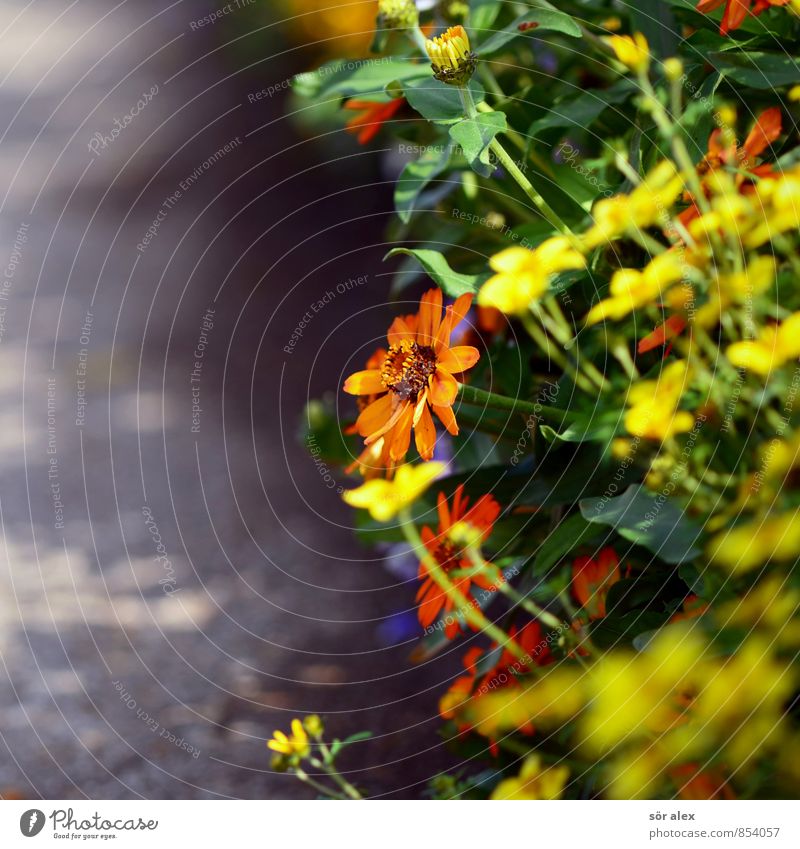 shade provider Environment Plant Summer Flower Garden Park Fragrance Beautiful Kitsch Joie de vivre (Vitality) Spring fever Compassion Flowerbed Lanes & trails