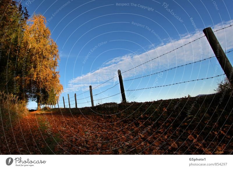 autumn trail Nature Landscape Sky Sunlight Autumn Beautiful weather Tree Forest Hiking Blue Brown Multicoloured Yellow Red Warm-heartedness Idyll