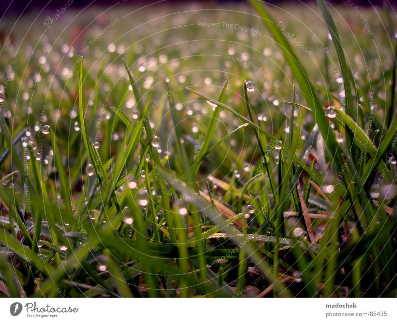 LOVELY DRIPS Glittering Dew Grass Meadow Green Wet Damp Romance Nature Playing Fairy tale Fairytale landscape Daydream Dream Jinxed Beautiful Idyll Grassland