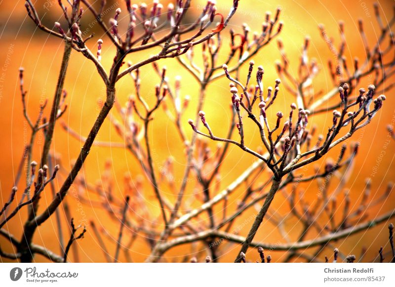 cornus Dogwood Leaf bud Bud Autumn Yellow Orange Aspire Ambitious Autumnal Branched Calm Branchage Twig Bushes Plant Colour Garden