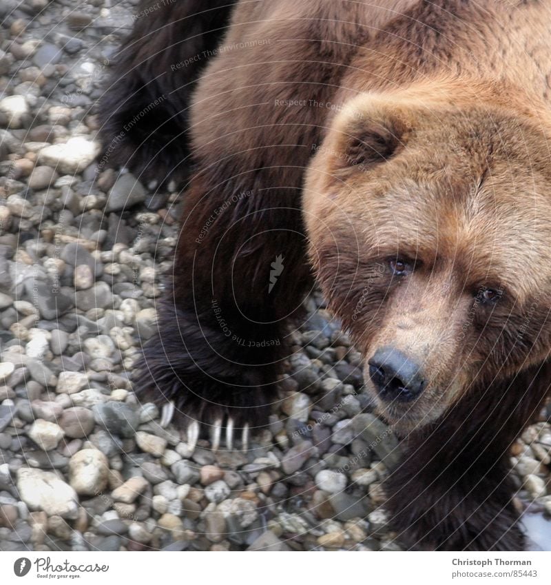 I just want to play. Brown bear Paw Grizzly Land-based carnivore Animal Monster Hunter Dangerous Risk Strong Heavy Force Macho Boast Fantastic Alaska Wilderness