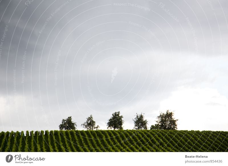 The Pinot Gris is ripening. Wine Nature Landscape Sky Clouds Storm clouds Autumn Bad weather Rain Plant Tree Vineyard Hill Lake Constance Growth Esthetic Dark