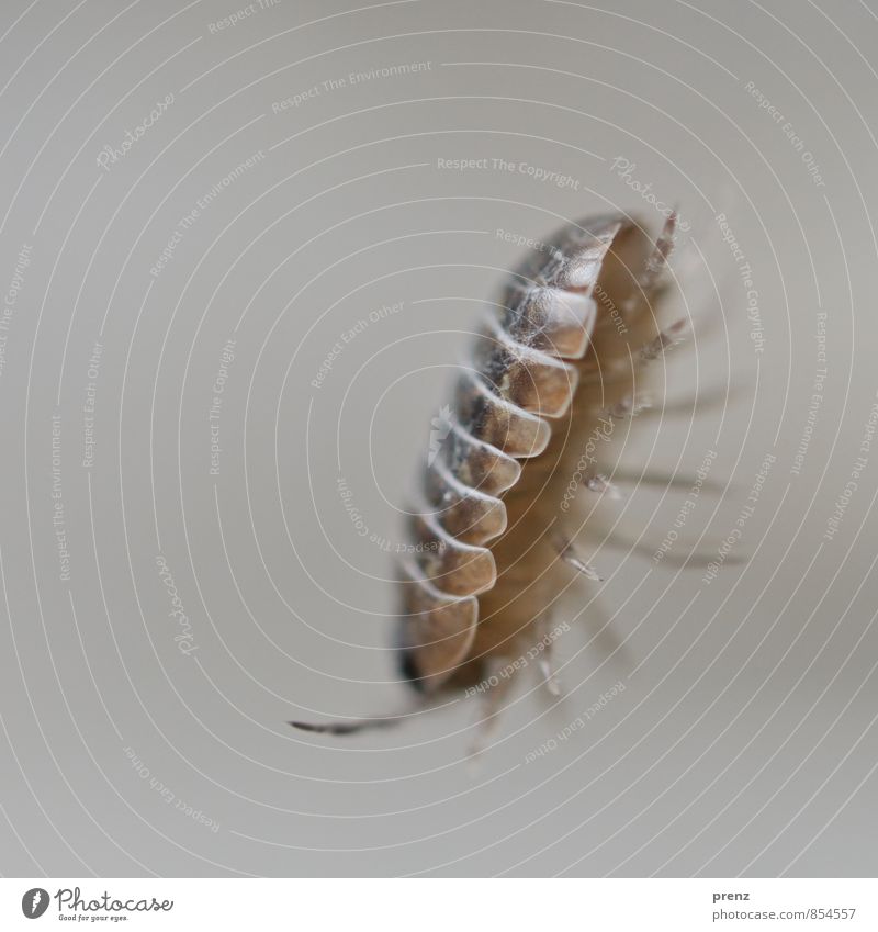 woodlouse Environment Nature Animal Summer Beautiful weather Wild animal Beetle 1 Brown Gray Pill bug Insect Macro (Extreme close-up) Colour photo Exterior shot