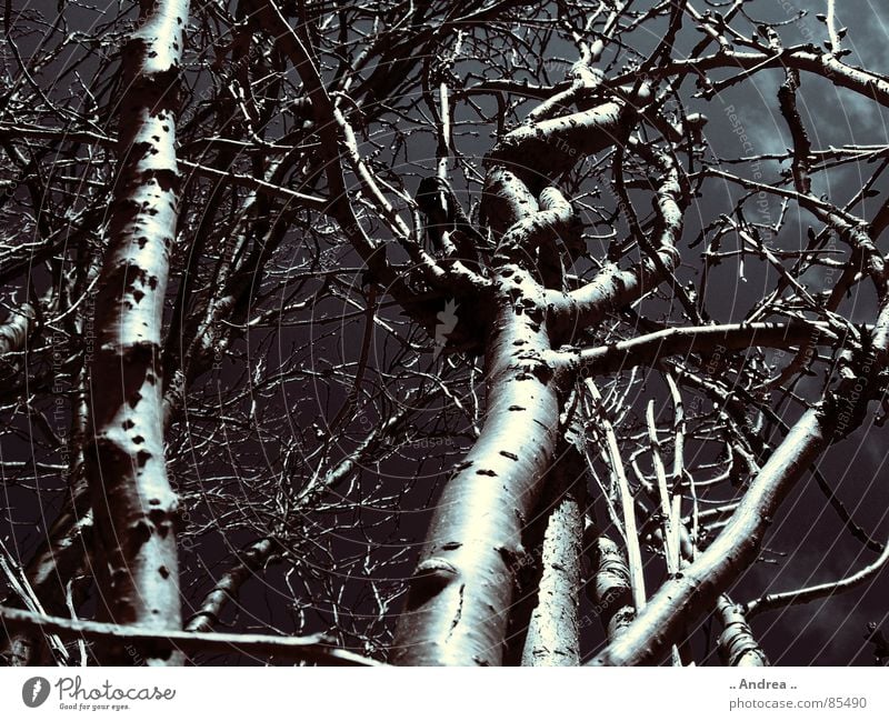 enchanted forest Sky Clouds Bad weather Storm Thunder and lightning Tree Dark Black Tree trunk Root Branch Black & white photo