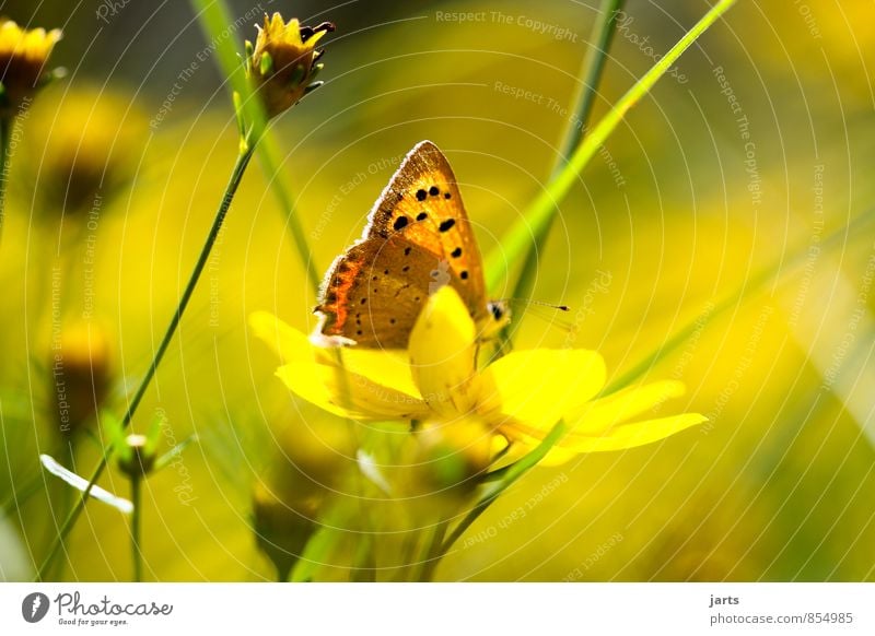 Summer Memories Nature Plant Animal Beautiful weather Flower Grass Garden Wild animal Butterfly 1 Simple Natural Serene Calm Colour photo Exterior shot Close-up