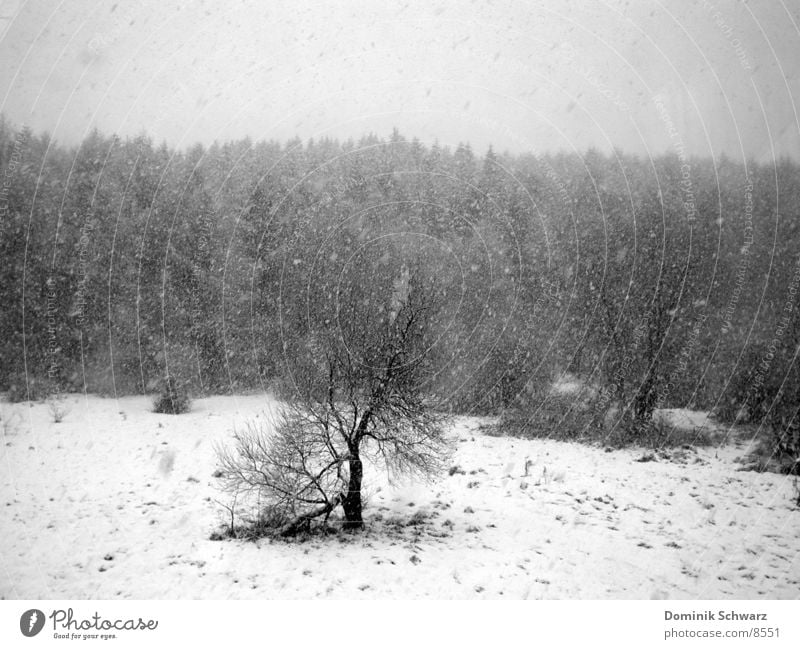 dreariness Winter Forest Meadow Gray Black White Tree Leafless Dreary Gloomy Snow