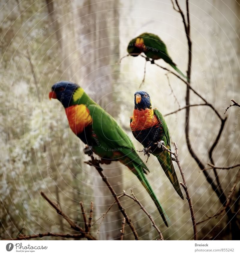 3x colored Nature Animal Bird Wing Zoo Parrots Flying Exotic Blue Multicoloured Yellow Green Orange Love of animals Colour Colour photo