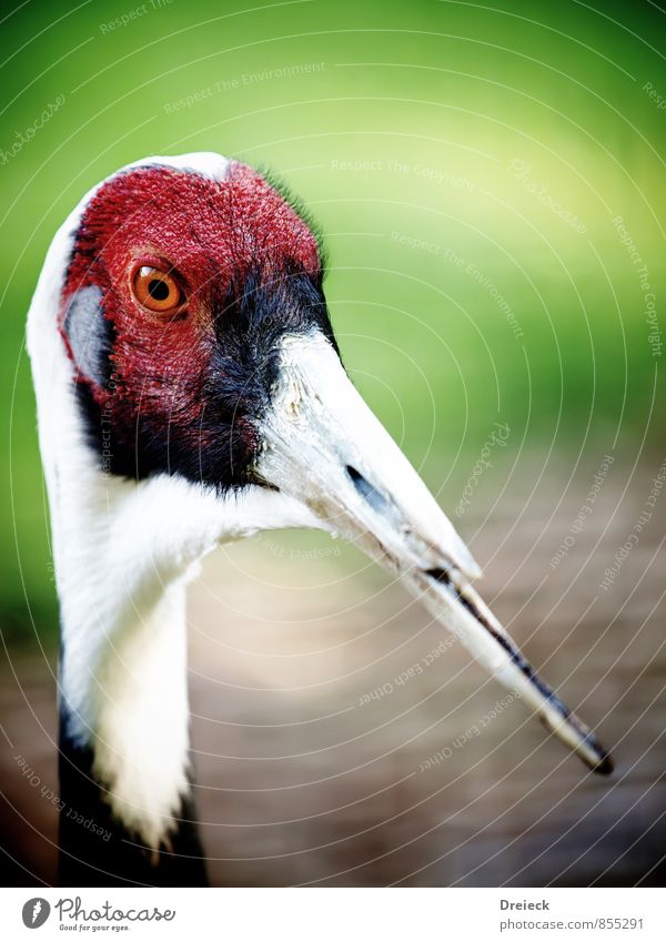 Beak half-long Animal Wild animal Bird Animal face Zoo 1 Multicoloured Green Red Black White Colour photo Exterior shot Day Shallow depth of field