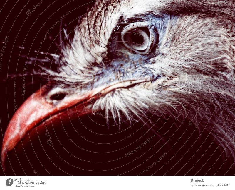 eye + beak = bird Animal Wild animal Bird Animal face Beak Eyes Feather 1 Looking Authentic Blue Brown Gray Orange Red Silver White Colour photo Animal portrait