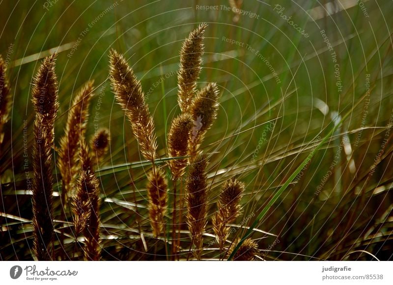 grass Grass Yellow Stalk Blade of grass Ear of corn Glittering pretty Soft Hissing Meadow Delicate Flexible Sensitive Pennate Summer Transience Gold Orange Wind