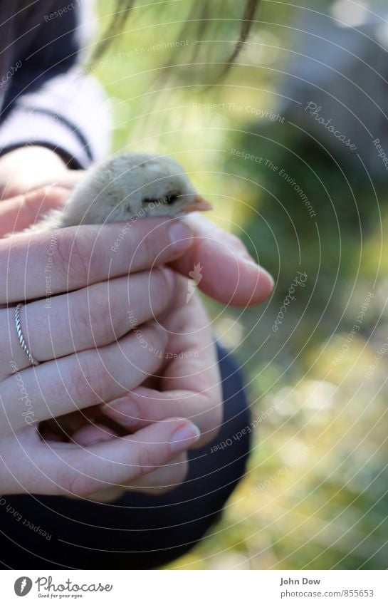 newborn Petting zoo 1 Animal Sustainability Curiosity Cute Happy Contentment Joie de vivre (Vitality) Trust Safety Protection Safety (feeling of) Sympathy