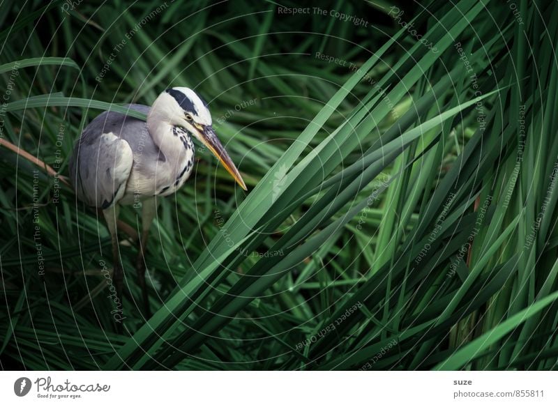 Mr Strese in Slumberland Environment Nature Landscape Animal Lakeside Wild animal Bird 1 Stand Wait Esthetic Authentic Fantastic Natural Green Mysterious Heron