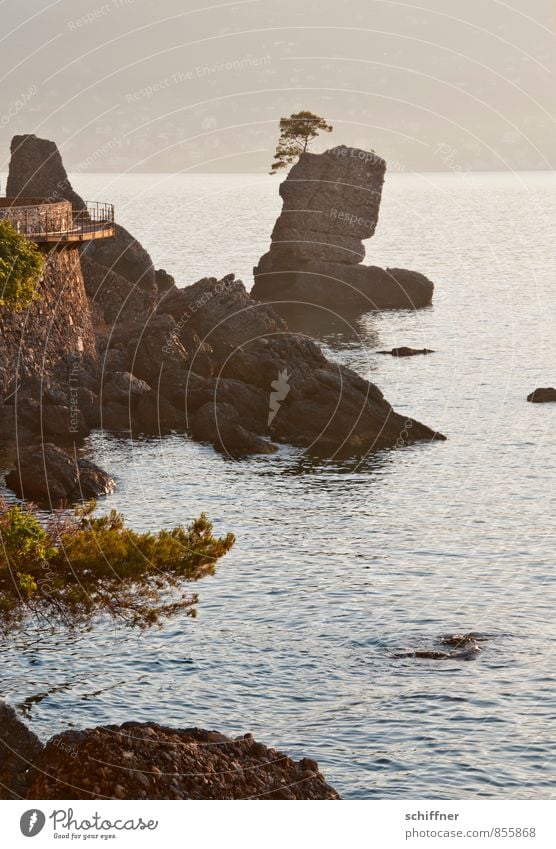 coastal tree Nature Landscape Sunrise Sunset Rock Waves Coast Bay Reef Ocean Exceptional Calm Coastal road Wall of rock Ledge Rocky coastline Portofino Liguria