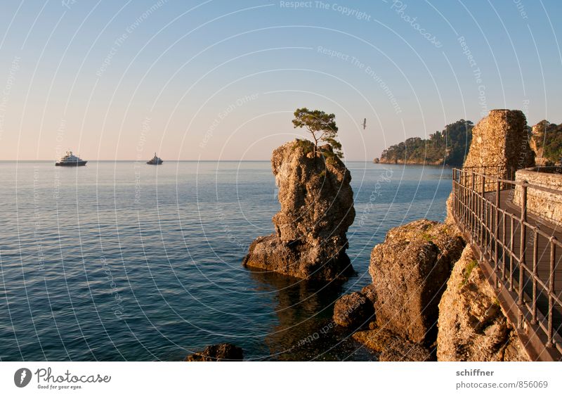 seagull Landscape Sky Cloudless sky Sunrise Sunset Beautiful weather Tree Rock Mountain Waves Coast Ocean Navigation Yacht Motorboat Esthetic Portofino Banister