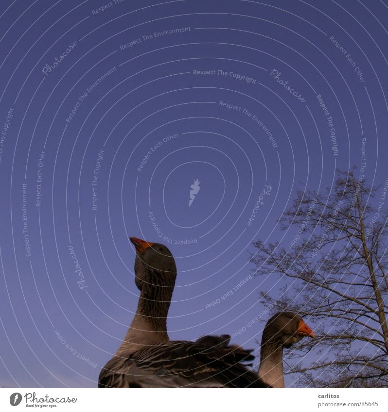 A stuck-up goose!!!!!!!!! Goose Country life Farm Roasted goose Agriculture Ranch Grass Barn Meadow Worm's-eye view Spring Gooseflesh Nutrition Bird