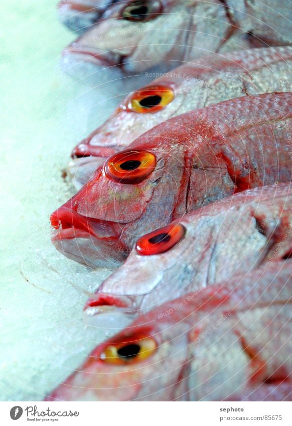 Pescado muerto Ocean perch Fish shop Markets Fresh Red Shop window Fish market Nutrition Frozen Atlantic Ocean Fish head Gill Ice Sell Fishery Gastronomy