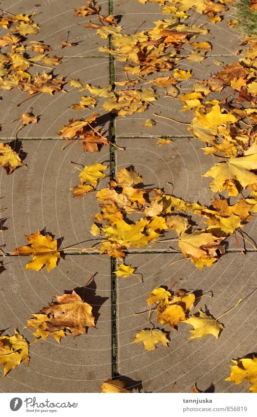 Fall Nature Landscape Plant Autumn Weather Beautiful weather Leaf Garden Park Town To fall Multicoloured Yellow Orange Moody "fall autumn," Autumnal