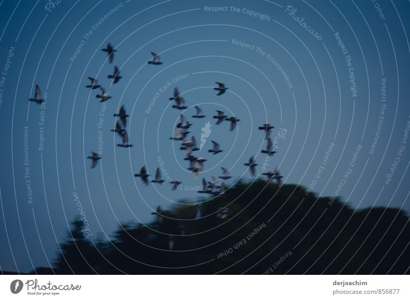 Carrier pigeon rally, round flight of the carrier pigeons in Franconia. In the background some forest and blue sky. Joy Well-being Senses Calm Homing pigeon