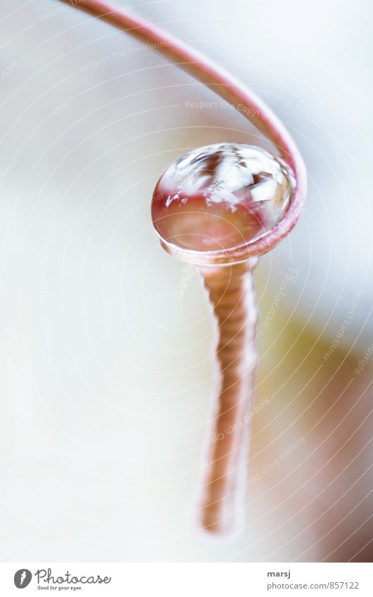 pearl holder Nature Water Drops of water shoot tendril Part of the plant Spiral Glittering Illuminate Esthetic Exceptional Simple Elegant Uniqueness Kitsch