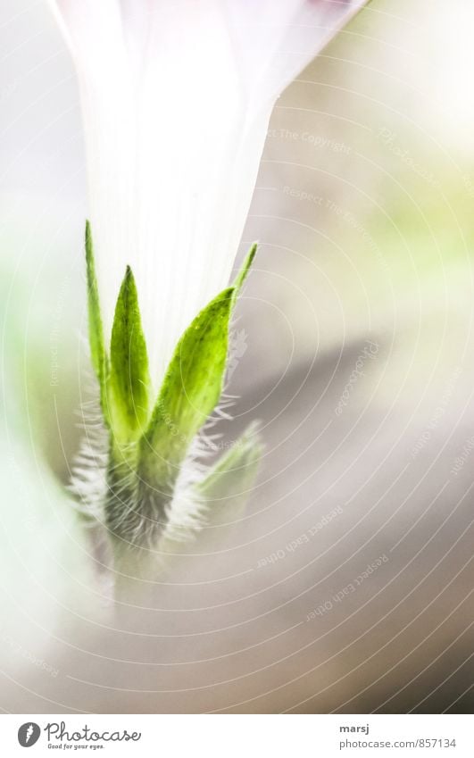 Calyx leaves with moustache Plant Flower Blossom Sepal Morning glory Blossoming Illuminate Exceptional Simple Elegant Fresh Thin Green White Spring fever Calm