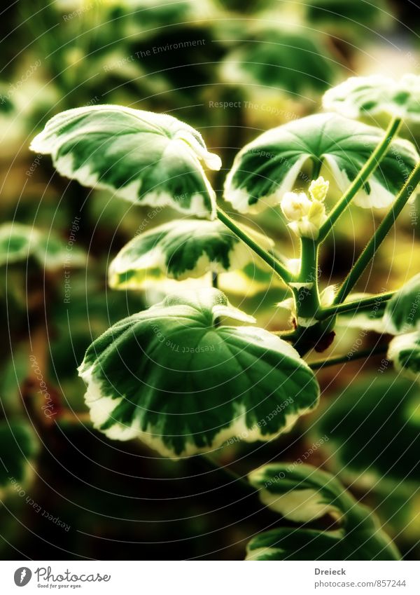 just green...and bit something else too Plant Flower Leaf Blossom Foliage plant Pot plant Yellow Green White Colour photo Interior shot Artificial light Light