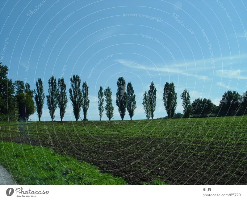 trees Mill Mince Detmold Museum village Farm Wheat Field Old times Working in the fields Agriculture Ranch Village green Saw mill Common land Avenue blue sky