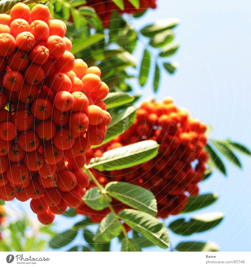 just rowans Colour photo Multicoloured Exterior shot Close-up Detail Deserted Copy Space right Day Sunlight Deep depth of field Worm's-eye view Fruit Summer