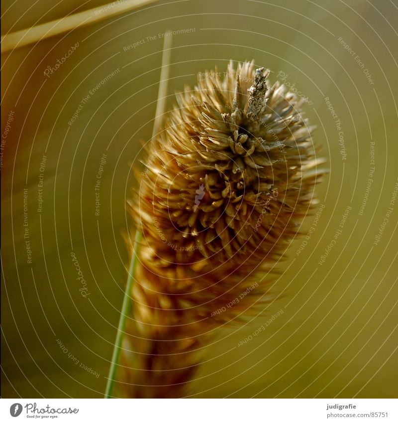 grass Grass Yellow Stalk Blade of grass Ear of corn Glittering Beautiful Soft Hissing Meadow Delicate Flexible Sensitive Pennate Macro (Extreme close-up)