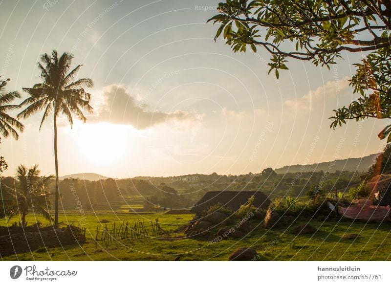 Yellagiri Landscape Tree Palm tree Field India Village House (Residential Structure) Modest Poverty Horizon Shalom Foundation Colour photo Exterior shot