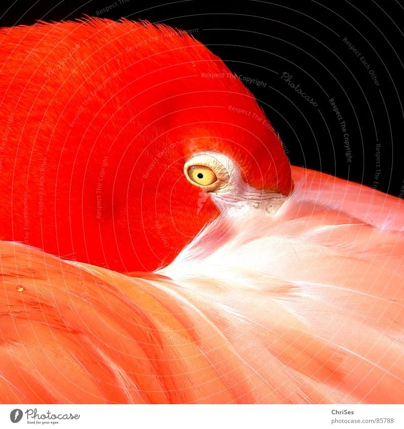 Flamingo in Orange Animal Zoo Zoology Beautiful Pupil Bird Nature Feather Looking Contrast Bizarre Unfamiliar Obscure Extraterrestrial Extraterrestrial being