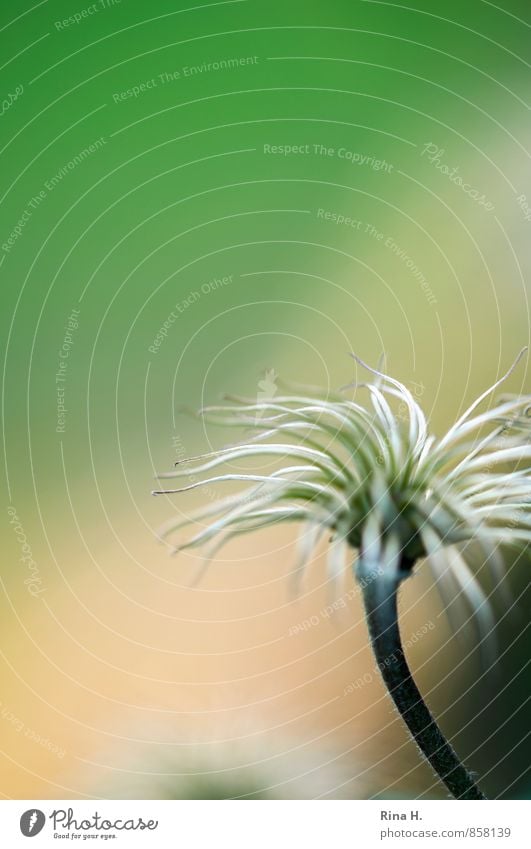 Puschel Summer Plant Garden Natural Transience Clematis Seed Colour photo Exterior shot Deserted Copy Space left Copy Space top Copy Space middle