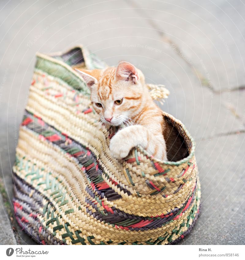 Cat in a bag Baby animal Playing Cute Hide Bag Shopping bag Concrete slab Exterior shot Copy Space top Copy Space bottom Shallow depth of field Bird's-eye view