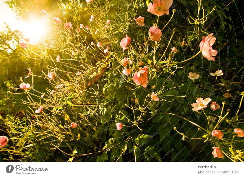 Autumn anemone in front of back light Anemone Berlin Flower Blossom Garden Thunder and lightning Sky Garden plot Garden allotments Sun Sunbeam Sunset Weather