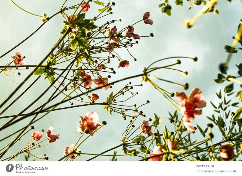 Anemone hupehensis Berlin Flower Blossom Garden Sky Garden plot Garden allotments Sun Weather Clouds Worm's-eye view Stalk Chinese Anemone Autumn Light