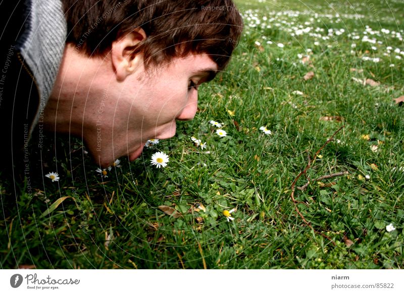 Flower photography 4 Culinary Meadow Green Goose Daisy Spring March April May Blossom Flower meadow Beautiful Kitsch Alpine pasture Grass Caresses