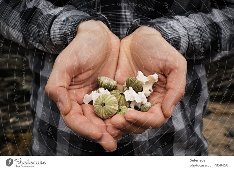 My treasures Vacation & Travel Tourism Trip Beach Ocean Hand Fingers Environment Nature Coast Animal Wild animal Sea urchin Sea urchin shell animal bones