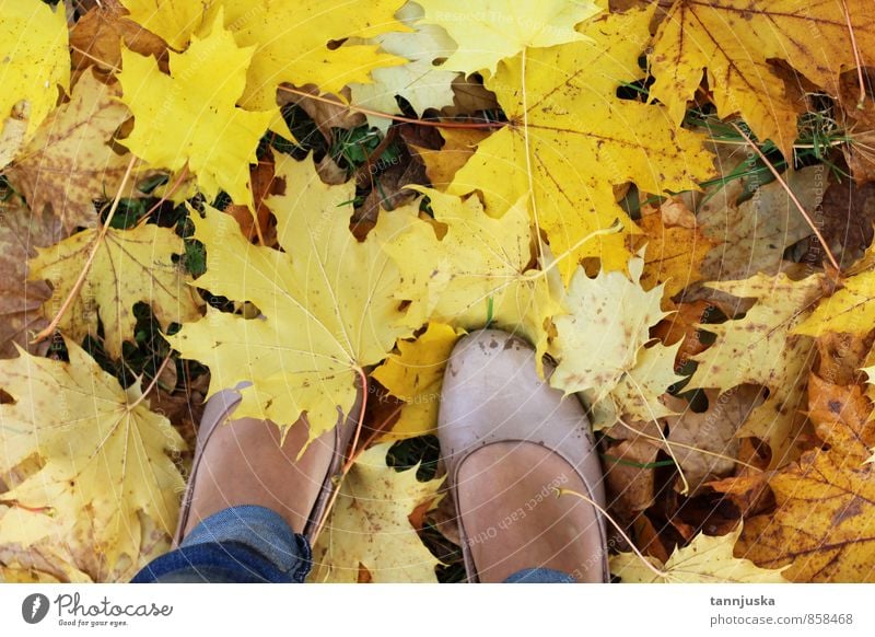 Fall Nature Tree Leaf Garden Park Forest Relaxation Autumnal Yellow Orange Feet Walking Parking lot Moody Colour photo Multicoloured Exterior shot Day