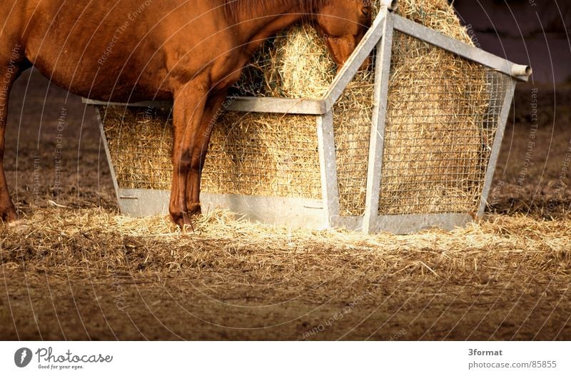 dozed off Horse Feed Straw Stand To feed Pasture Stay Mammal heugrippe light/dark