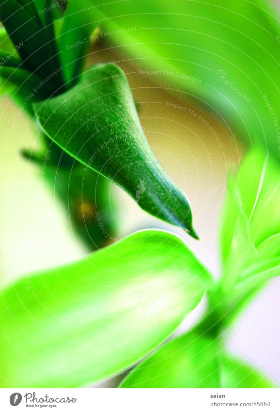 bamboo Green Plant Growth Part of the plant Grass Macro (Extreme close-up) Close-up Bamboo stick Nature Lawn